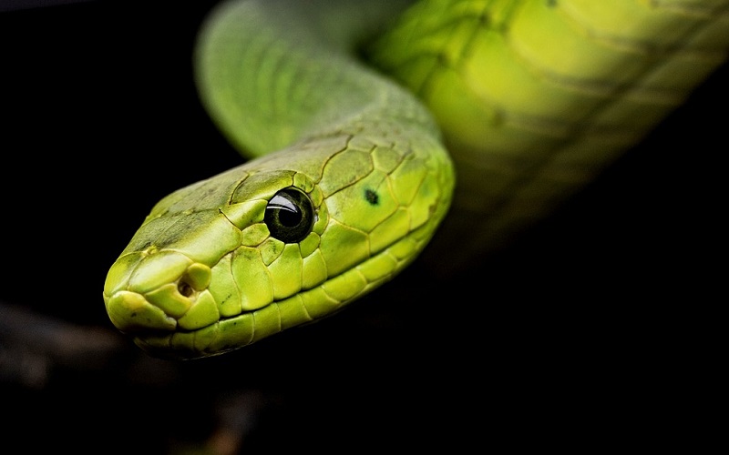Najotrovnije zmije na svijetu za koje niste znali