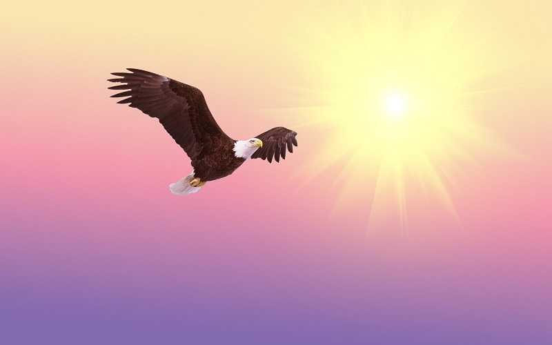 Priča o orlu: Najljepše mudre i poučne priče