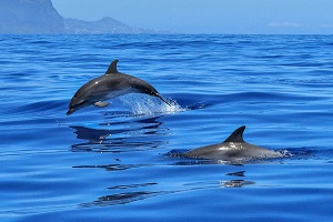 Delfini su izuzetno zanimljive životinje
